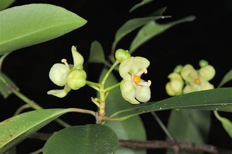 福木用途|福木 (Garcinia multiflora)